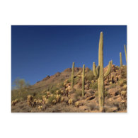 Saguaro cacti and Tucson Mountains, Tucson Post Card