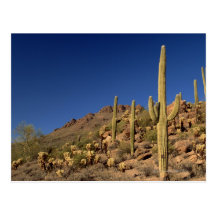 Saguaro cacti and Tucson Mountains, Tucson Post Card