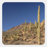 Saguaro cacti and Tucson Mountains, Tucson Square Stickers