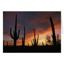 saguaro cacti, Carnegiea gigantea, after Card