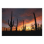 saguaro cacti, Carnegiea gigantea, after