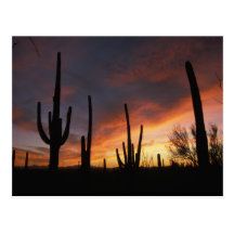 saguaro cacti, Carnegiea gigantea, after Post Cards