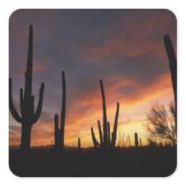 saguaro cacti, Carnegiea gigantea, after Square Sticker