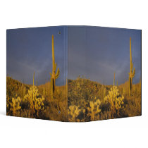 saguaro cacti, Carnegiea gigantea, and teddy 3 Ring Binder