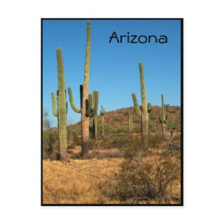 Saguaro cactus, Arizona - postcard postcard