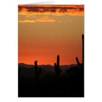 Saguaro Cactus at Sunset cards