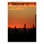 sunset, arizona sunset, saguaro cactus, saguaro,