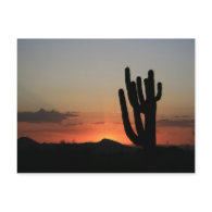 Saguaro Cactus at Sunset Post Card