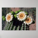 Saguaro Cactus Blossoms flowers Poster