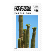 Saguaro Cactus Blossoms Postage Stamp