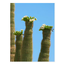 Saguaro Cactus Blossoms Postcards