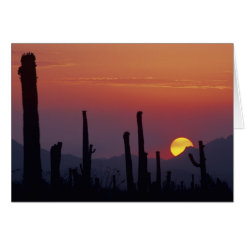 Saguaro Cactus Carnegiea gigantea at Sunset greeting card