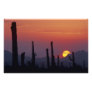 Saguaro Cactus Carnegiea gigantea), Sunset,