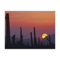 Saguaro Cactus Carnegiea gigantea), Sunset, Postcard