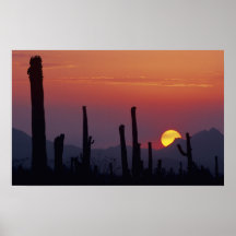 Saguaro Cactus Carnegiea gigantea), Sunset, Posters