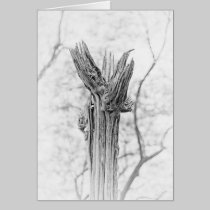 Saguaro Cactus cards