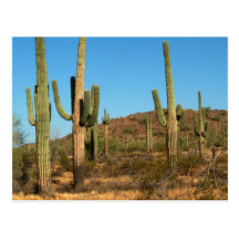 Saguaro cactus postcard