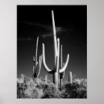 Saguaro Cactus Poster