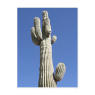 Saguaro Cactus, Scottsdale, Arizona postcard