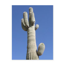 Saguaro Cactus, Scottsdale, Arizona postcards by pattirm1 Saguaro Cactus, Scottsdale, Arizona postcards
