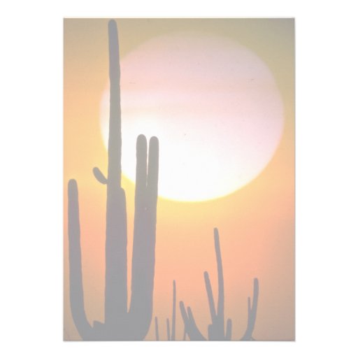 Saguaro cactus, Sonoran Desert, U.S.A. Desert Custom Announcements