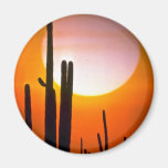 Saguaro cactus, Sonoran Desert, U.S.A. Desert Magnets