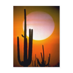 Saguaro cactus, Sonoran Desert, U.S.A. Desert at Sunset Postcard