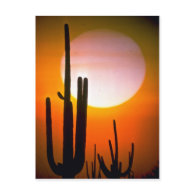 Saguaro cactus, Sonoran Desert, U.S.A. Desert Postcards