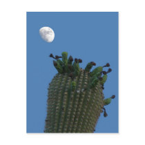 Saguaro Moon Postcard