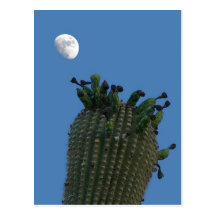 Saguaro Moon Postcard