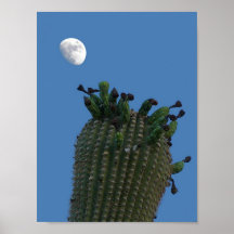 Saguaro Moon poster