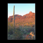saguaro national park postcards
