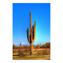 Saguaro posters by diomedes66 Saguaro posters