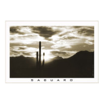 Saguaro posters