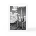 Saguaro Sentinels Greeting Card