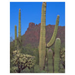 Saguaro Stands Flyer