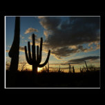 Saguaro Sunset Postcard