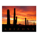 Saguaros Silhouetted Against Blazing Sunset, AZ Post Cards