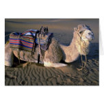 Sahara Desert near Merzouga, Morocco Card