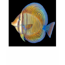 Sailfin Tang Tank Top t-shirts by twopurringcats Sailfin Tang Tank Top t-shirts