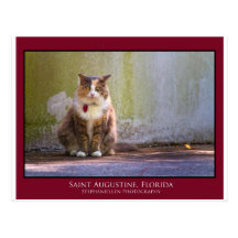Saint Augustine Cat Post Card