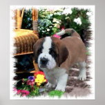 Saint Bernard Art Gifts Print