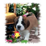 saint bernard, saint bernards, saint, saints, art,