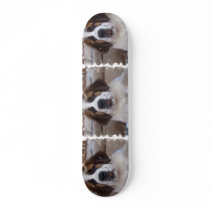 Saint Bernard Dog on Skateboard