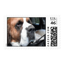 SAINT BERNARD JAKE STAMP