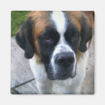 Saint Bernard Photo Square Magnet