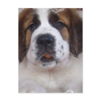 Saint Bernard Postcard