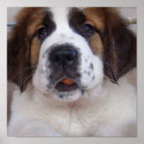 Saint Bernard Print