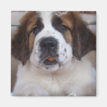 Saint Bernard Square Magnet