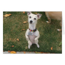 Saki Sitting Pretty Greeting Card